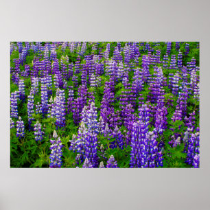 Iceland. Vik i Myrdal. Field of Lupines Poster