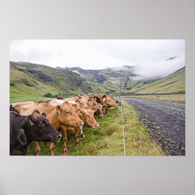 Icelandic Cows Poster (Front)