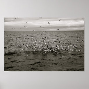 Icelandic flock of birds poster