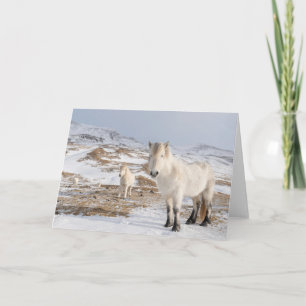 Icelandic Horse   Blonduos, Iceland Card