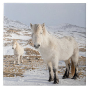 Icelandic Horse   Blonduos, Iceland Ceramic Tile