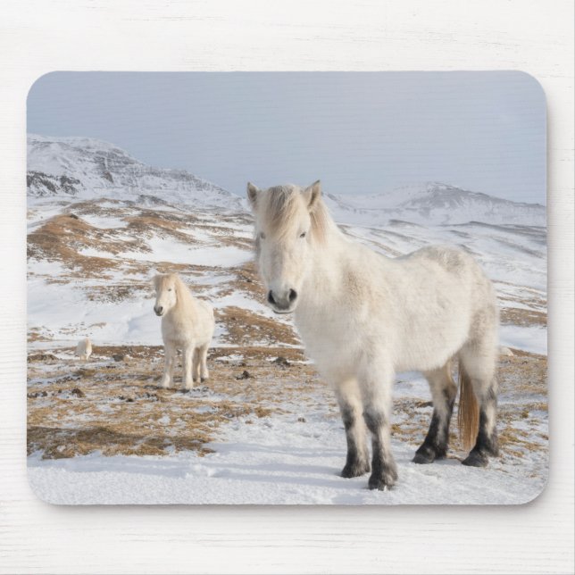 Icelandic Horse | Blonduos, Iceland Mouse Pad (Front)