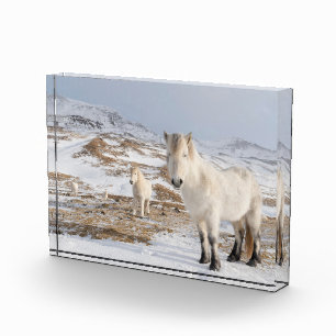 Icelandic Horse Blonduos, Iceland Photo Block