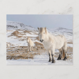 Icelandic Horse   Blonduos, Iceland Postcard