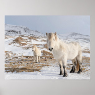 Icelandic Horse   Blonduos, Iceland Poster