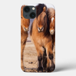 Icelandic Horse during winter iPhone 13 Case