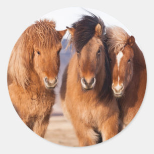 Icelandic Horse during winter Classic Round Sticker