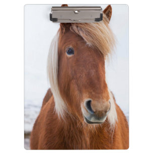 Icelandic Horse during winter Clipboard