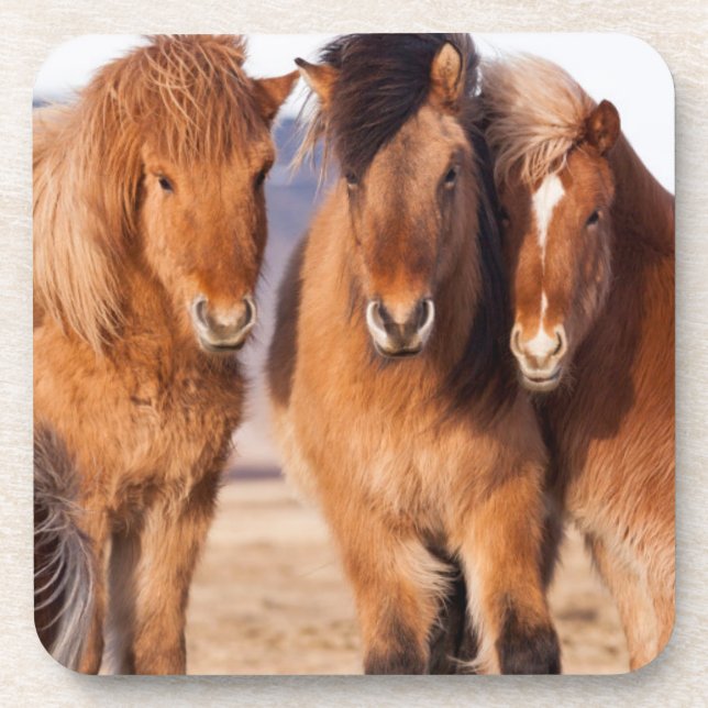 Icelandic Horse during winter Coaster (Front)