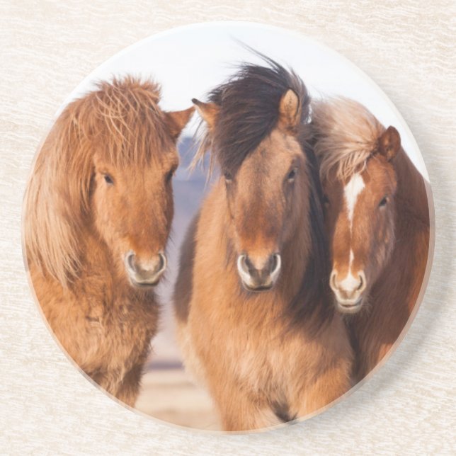 Icelandic Horse during winter Coaster (Front)