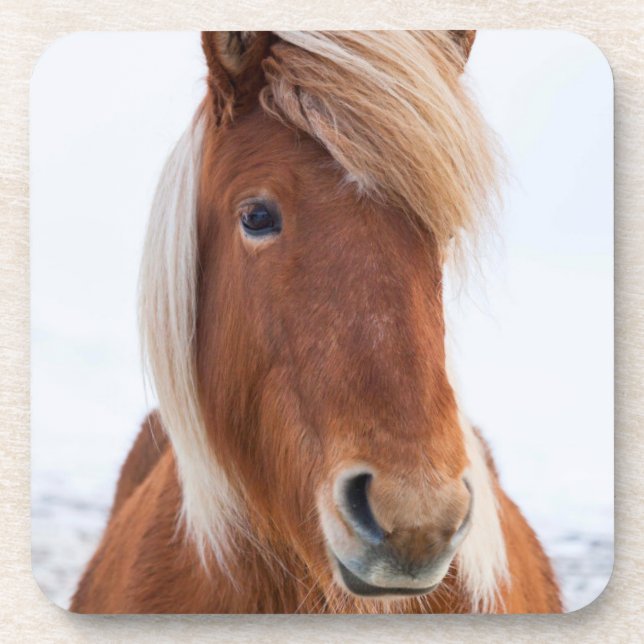 Icelandic Horse during winter Coaster (Front)