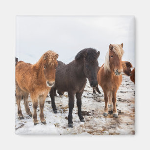 Icelandic Horse During Winter Iceland Magnet