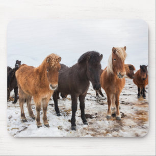 Icelandic Horse During Winter Iceland Mouse Pad