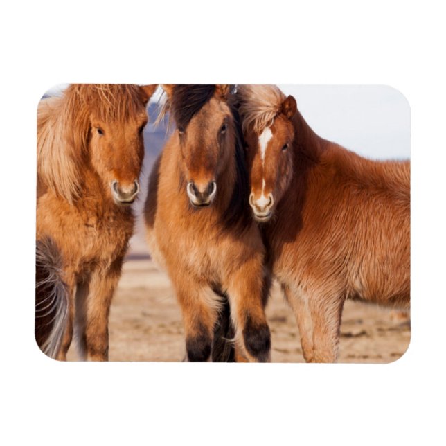 Icelandic Horse during winter Magnet (Horizontal)