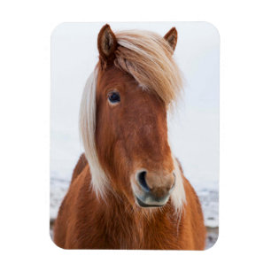 Icelandic Horse during winter Magnet