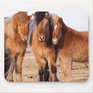 Icelandic Horse during winter Mouse Pad