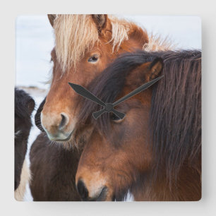 Icelandic Horse during winter on Iceland 3 Square Wall Clock