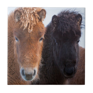 Icelandic Horse during winter on Iceland Ceramic Tile