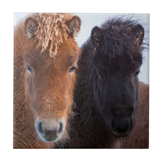 Icelandic Horse during winter on Iceland Ceramic Tile (Front)