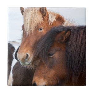 Icelandic Horse during winter on Iceland Ceramic Tile