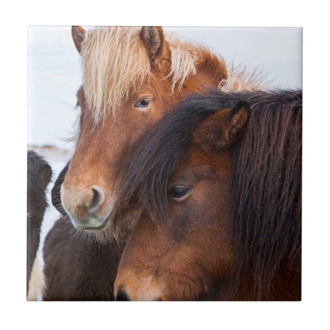 Icelandic Horse during winter on Iceland Ceramic Tile (Front)