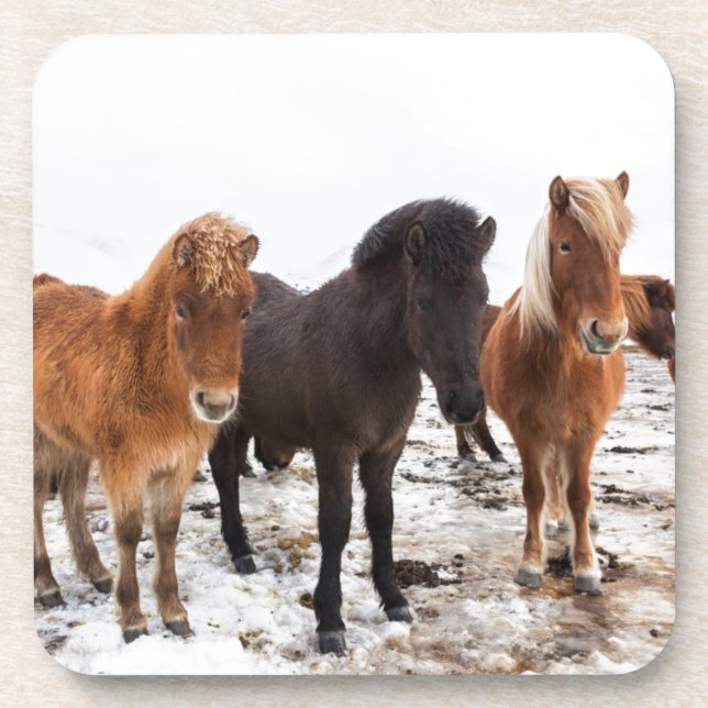 Icelandic Horse during winter on Iceland Coaster (Front)