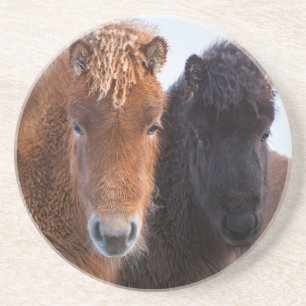Icelandic Horse during winter on Iceland Coaster