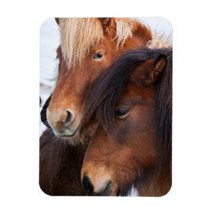 Icelandic Horse during winter on Iceland Magnet