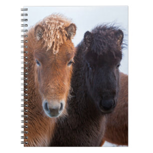 Icelandic Horse during winter on Iceland Notebook