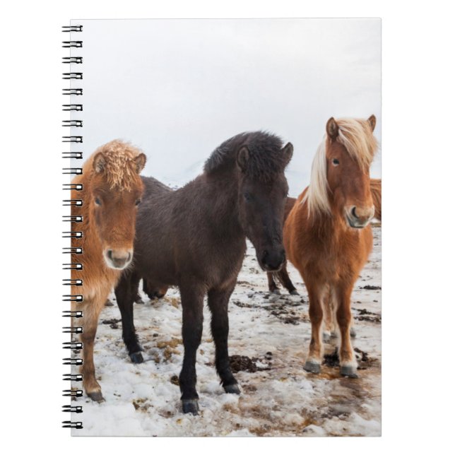 Icelandic Horse during winter on Iceland Notebook (Front)