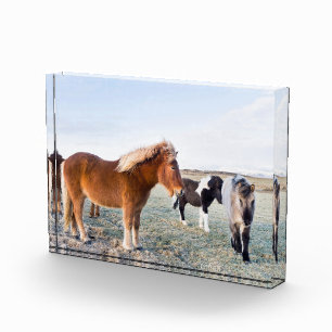 Icelandic Horse During Winter on Iceland Photo Block