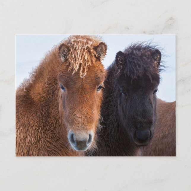 Icelandic Horse during winter on Iceland Postcard (Front)