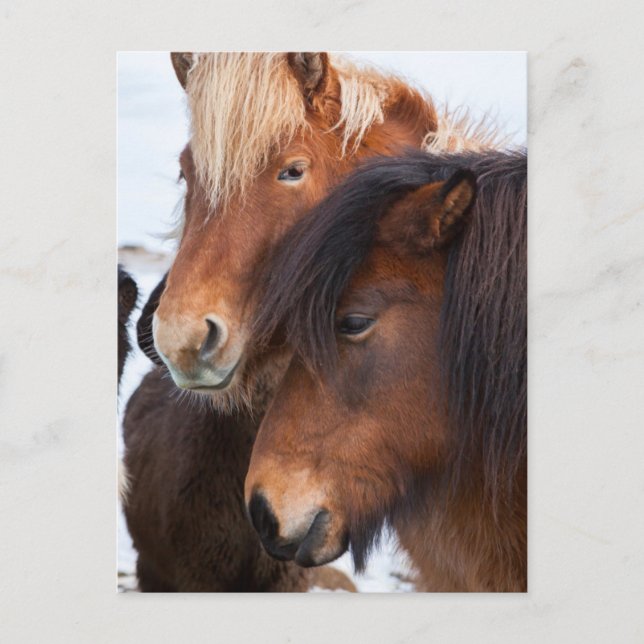 Icelandic Horse during winter on Iceland Postcard (Front)