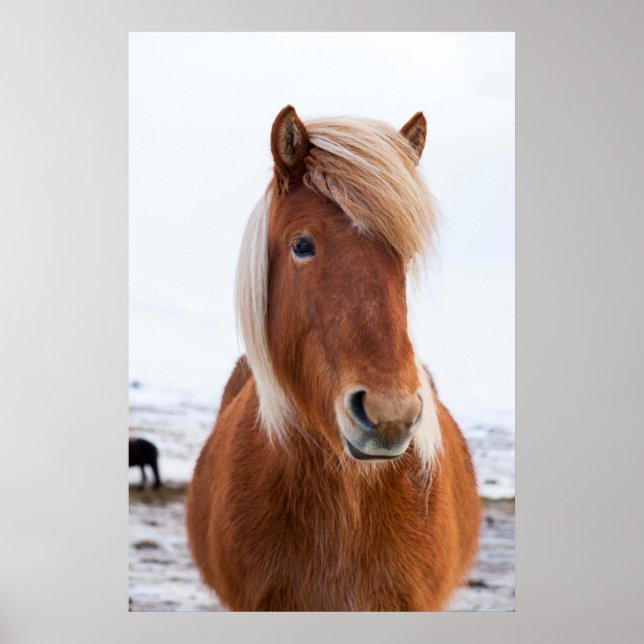 Icelandic Horse during winter Poster (Front)
