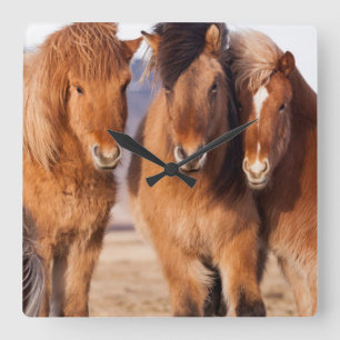 Icelandic Horse during winter Square Wall Clock