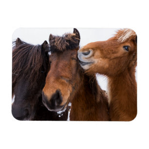 Icelandic Horse friends, Iceland Magnet