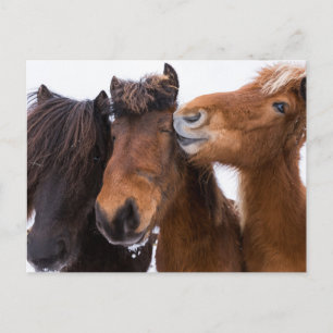 Icelandic Horse Friends, Iceland Postcard
