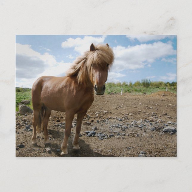 Icelandic Horse II Postcard (Front)