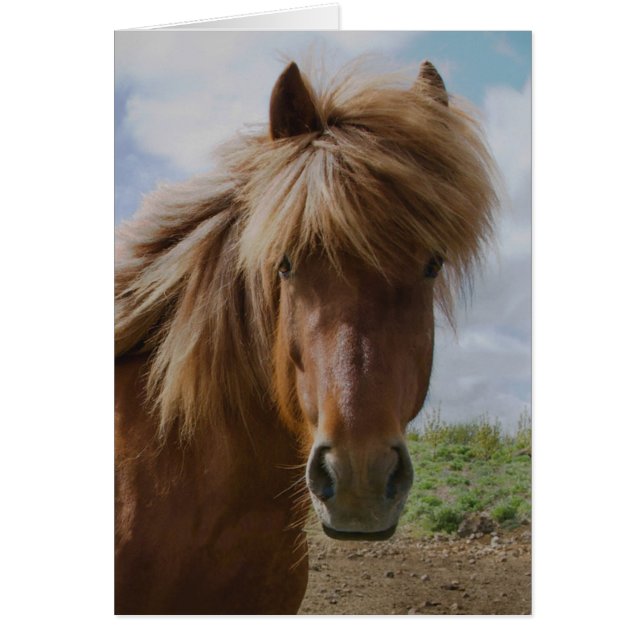 Icelandic Horse III (Front)