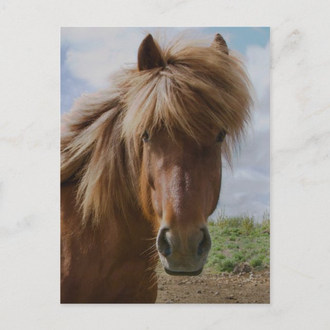 Icelandic Horse III Postcard (Front)