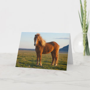 Icelandic Horse in Sunset Light Card