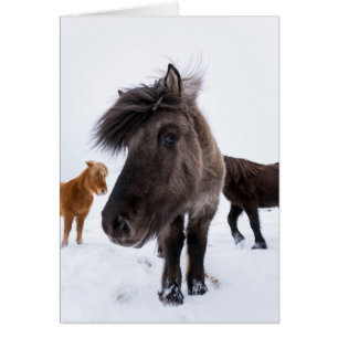 Icelandic Horse portrait, Iceland