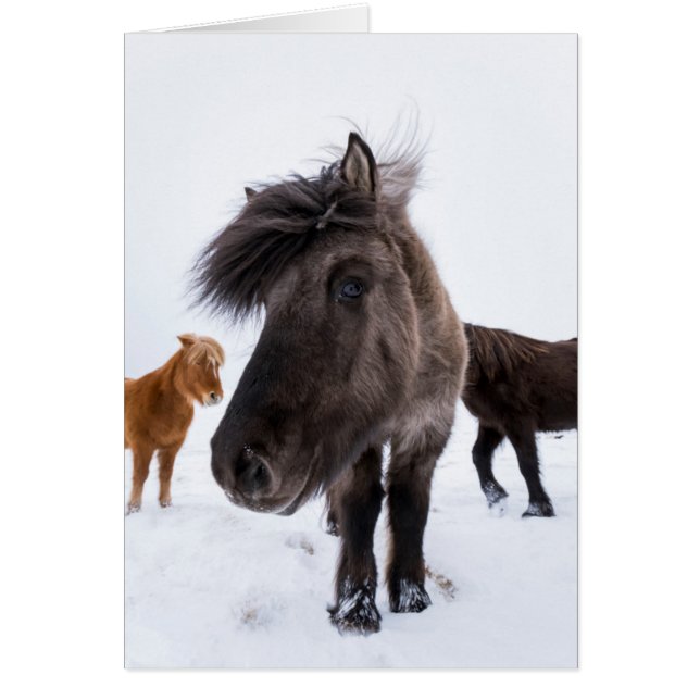 Icelandic Horse portrait, Iceland (Front)