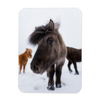 Icelandic Horse portrait, Iceland