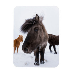 Icelandic Horse portrait, Iceland Magnet