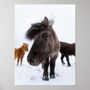 Icelandic Horse portrait, Iceland Poster