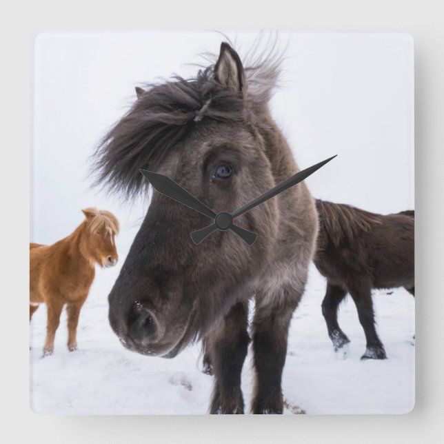 Icelandic Horse portrait, Iceland Square Wall Clock (Front)