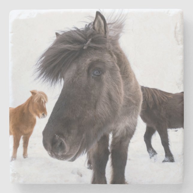 Icelandic Horse portrait, Iceland Stone Coaster (Front)