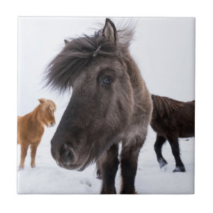 Icelandic Horse portrait, Iceland Tile