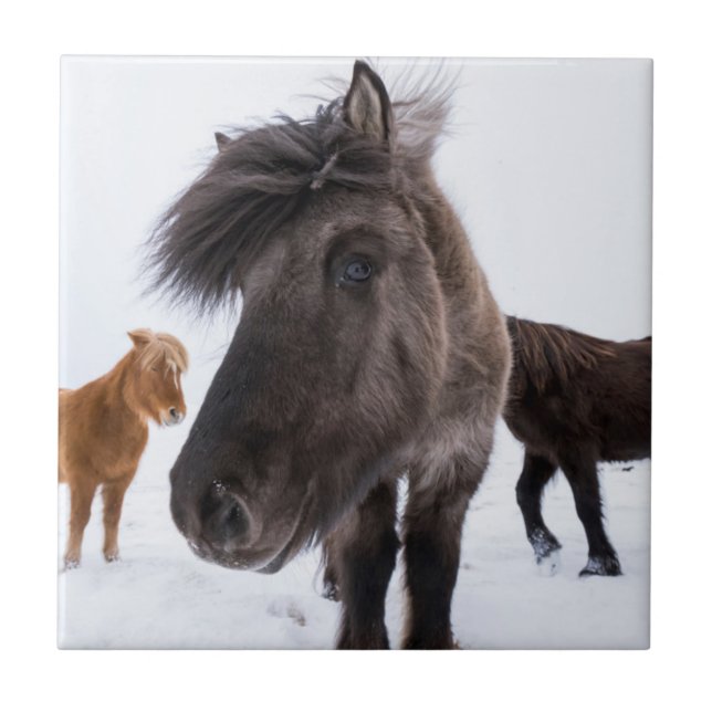 Icelandic Horse portrait, Iceland Tile (Front)